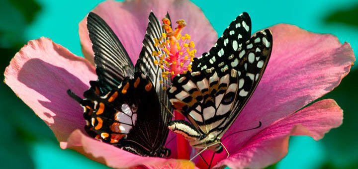 Киевская выставка живых бабочек и других насекомых скидки