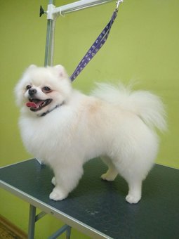 Модельна стрижка пикинеса в «dogstar grooming salon» в києві. записуйте тварина акцією.