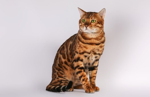 Purebred Bengal kittens in the Odessa cattery ADesaDiamond with delivery across Ukraine. Buy at a discount.2
