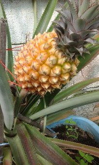 Home pineapple in the Tropikanka online store in Kiev. Buy on the stock.