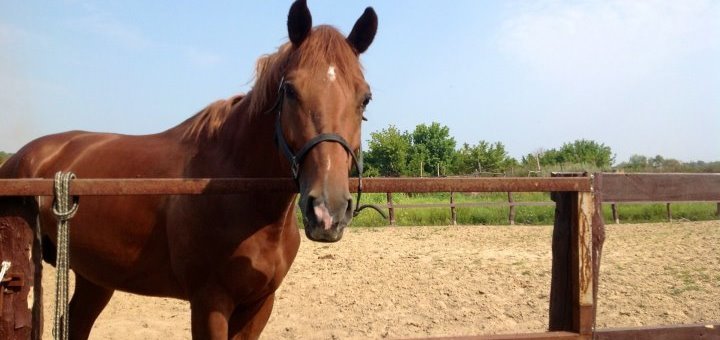 Кінний клуб «horse yard» знижки