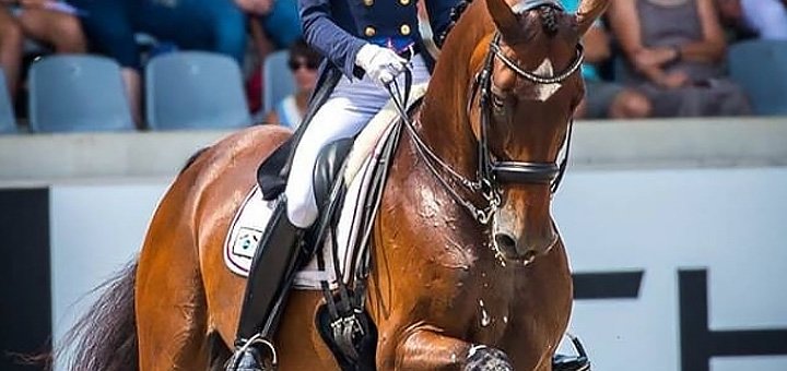 Promotions for training at the hayati equestrian club