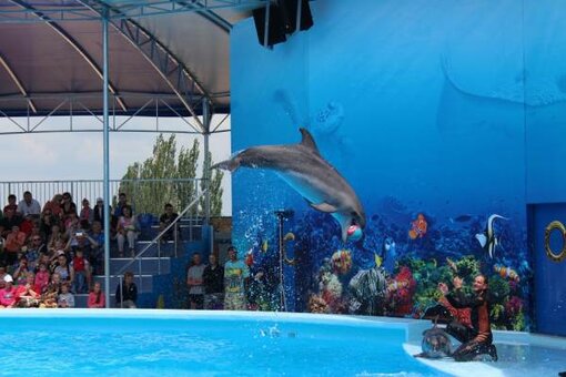 Dolphinarium &quot;oscar&quot;