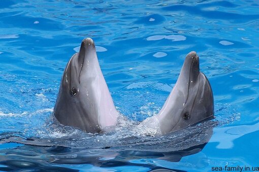 Discounts dolphinarium &quot;oscar&quot;