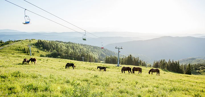 Більярд в готельно-ресторанному комплексі «Захар Беркут» у Волосянці під Славському. Плануйте відпочинок в Карпатах зі знижкою.