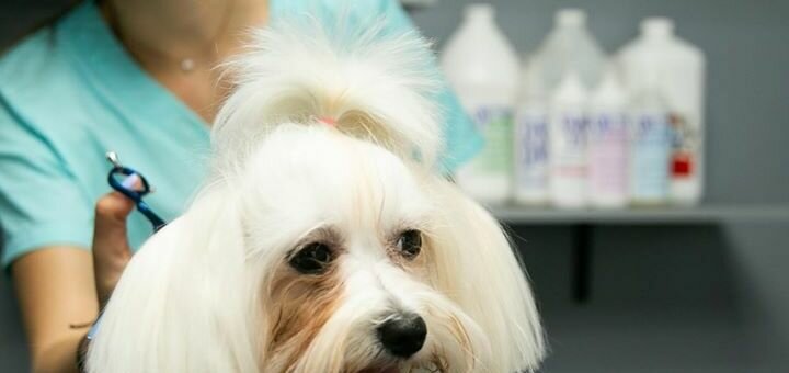 Discounts for pet haircuts in brovary