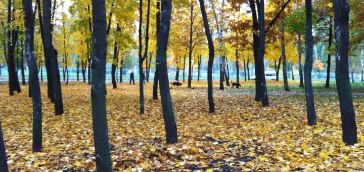 «парк інтернаціональний» київ