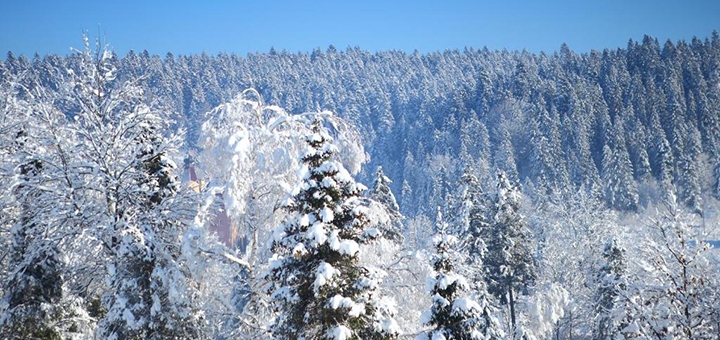 апартаменты Фавар карпаты акция 1