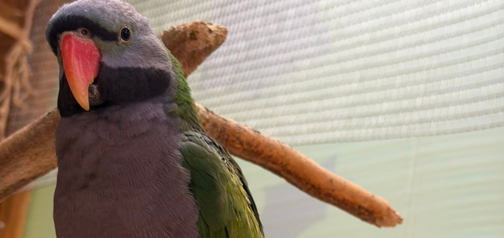Зоопарк City Zoo в Одесі, знижка на відвідування
