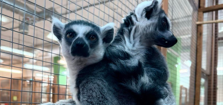 Зоопарк City Zoo в Одесі, знижка на відвідування