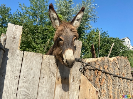 Donkey farm Osloff near Kyiv, donkey