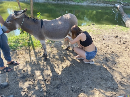 Osloff donkey farm near Kiev, donkey against the sky