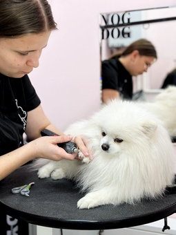 Груминг-салон V.O.G DOG SALON. Посещайте по акции 12