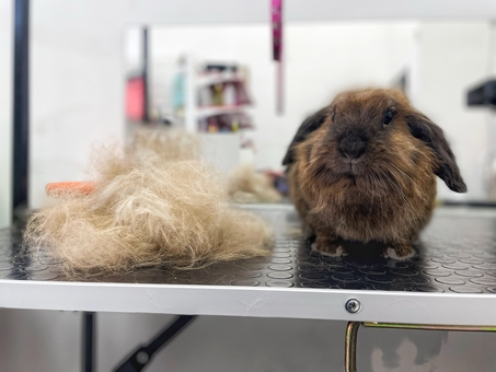 Груминг-салон V.O.G DOG SALON. Посещайте по акции 13