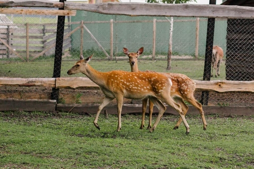 Yasnogorodka Family Ecopark, Zoo