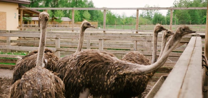 Yasnogorodka Family Ecopark. Ostrich farm