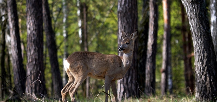 Beremitskoe Nature Park. Visit with the discount 43