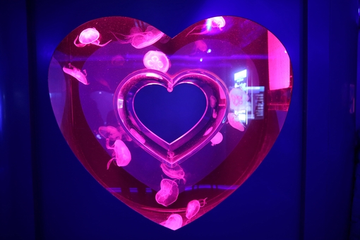 Музей медуз в Киеве. Посещайте по акции 10