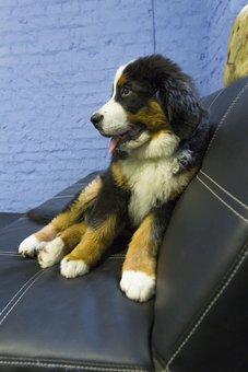 Садок для собак «dog city» в києві. купуйте абонемент по акції.
