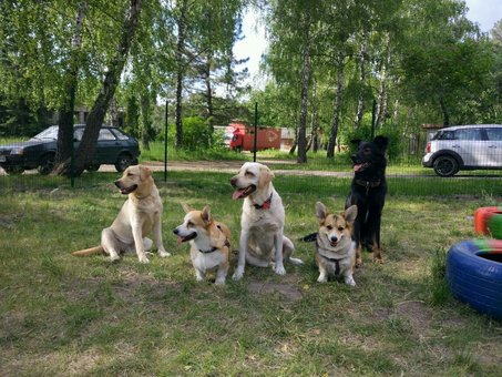 Готель для собак «Dog City» в Києві. Купуйте абонемент по акції.