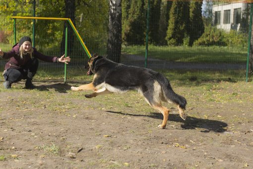 Дресирування німецької вівчарки в кінологічному центрі «Dog City» в Києві. Записуйтеся до кінолога акцією.