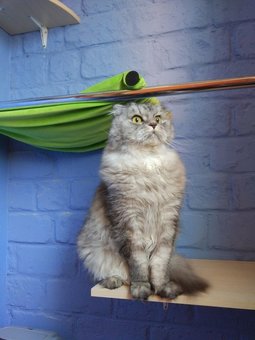 Готель для котів Київ «Dog City». Резервуйте місце по знижці.