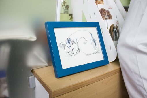 Майстер-клас з ветеринарії для дітей у ветеринарному центрі «Прохвіст» у Дніпрі. Записуйтесь по акції.