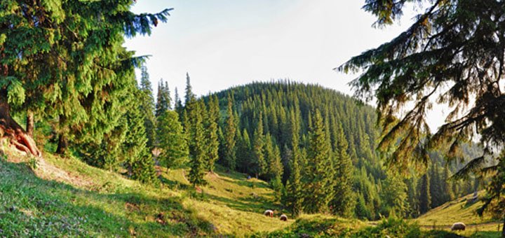 «KarpatSKI» в Буковелі. діють скідкі6