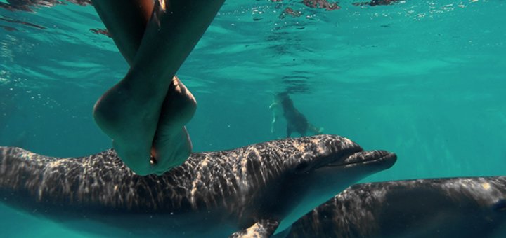 Подводное плавание с дельфинами в дельфинарии «Немо». Покупайте со скидкой.