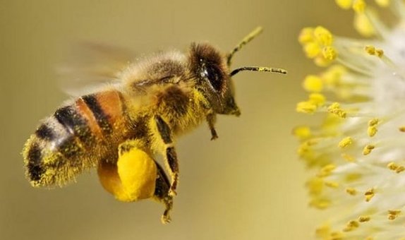 Лікування сном на бджолиних вуликах «Happy Bee» у Києві. Записуйтесь по акції.