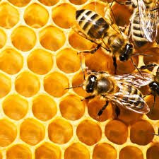 Лікування сном на бджолиних вуликах «HappyBee» у Києві. Записуйтесь за знижкою.
